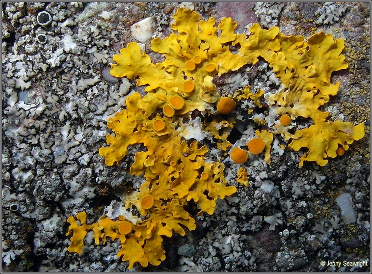 Xanthoria parietina