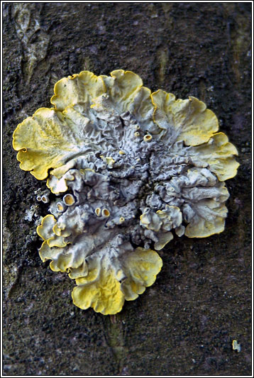 Xanthoria parietina