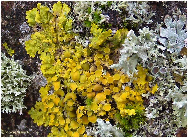 Xanthoria parietina