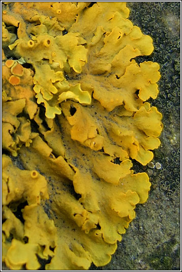 Xanthoria parietina