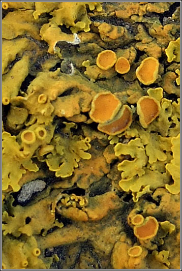 Xanthoria parietina