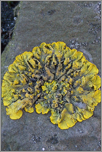 Xanthoria parietina