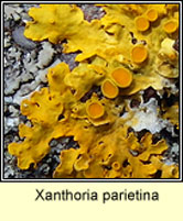 Xanthoria parietina