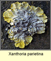 Xanthoria parietina, Common Orange Lichen