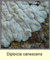 Diploicia canescens