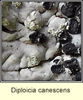 Diploicia canescens