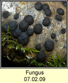 Fungus Q1