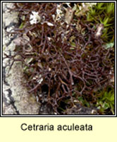 Cetraria aculeata