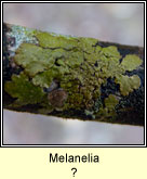 Melanelixia