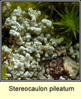 Stereocaulon pileatum