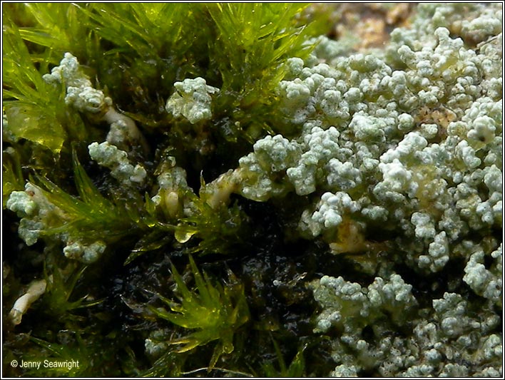 Stereocaulon pileatum