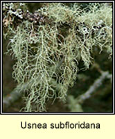 Usnea subfloridana