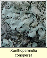 Xanthoparmelia conspersa