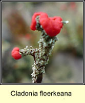 Cladonia floerkeana, Devil's Matchsticks