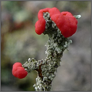 Cladonia floerkeana