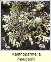 Xanthoparmelia mougeotii