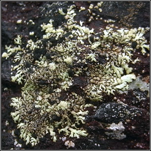 Xanthoparmelia mougeotii