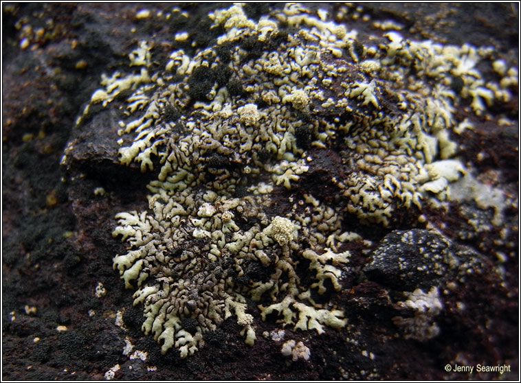 Xanthoparmelia mougeotii