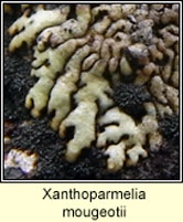 Xanthoparmelia mougeotii