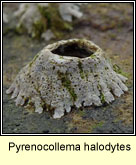 Pyrenocollema halodytes