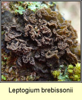 Leptogium brebissonii