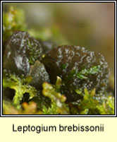 Leptogium brebissonii