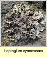 Leptogium cyanescens