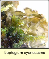 Leptogium cyanescens