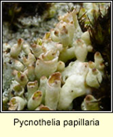 Pycnothelia papillaria