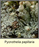 Pycnothelia papillaria