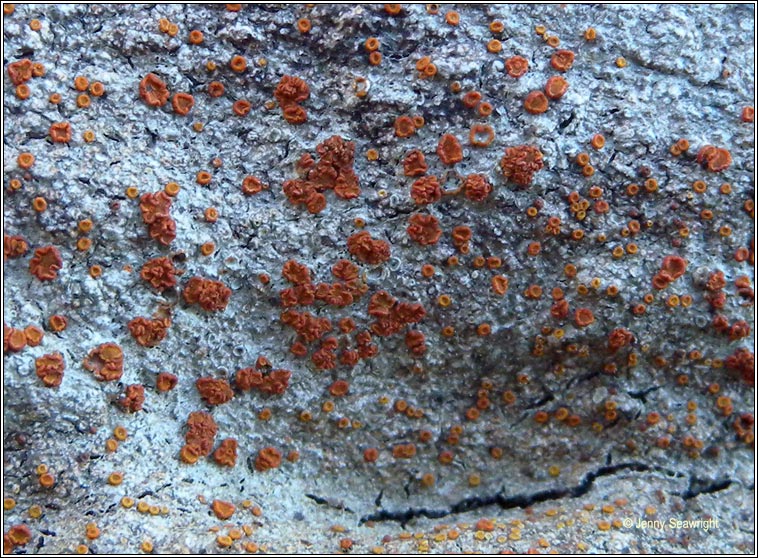 Caloplaca crenularia