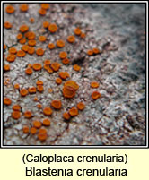 Blastenia crenularia, Caloplaca crenularia