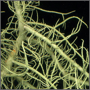 Usnea subfloridana 