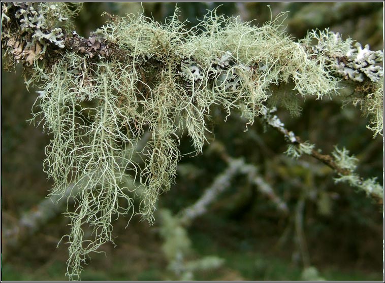 Usnea subfloridana 