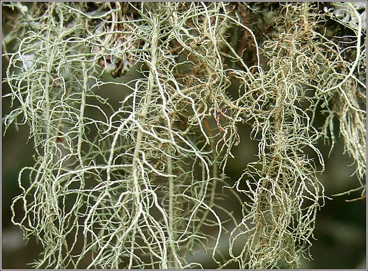 Usnea subfloridana 