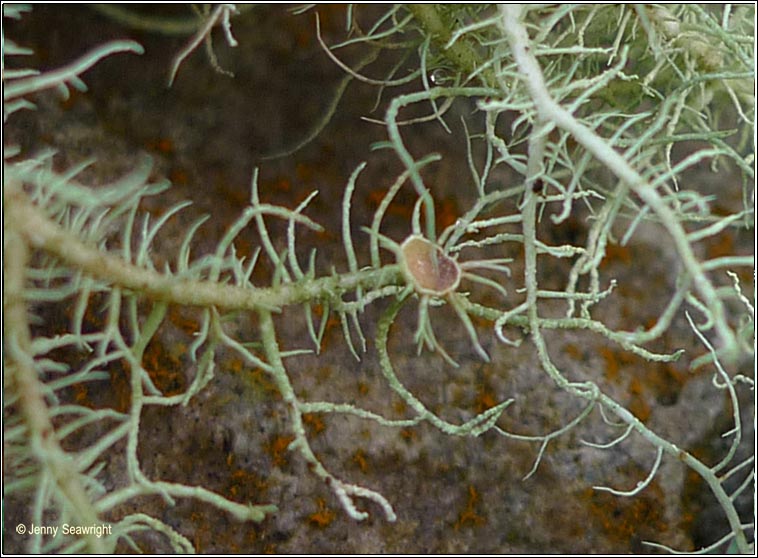 Usnea subfloridana 