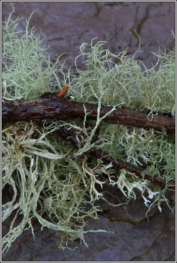Usnea subfloridana 