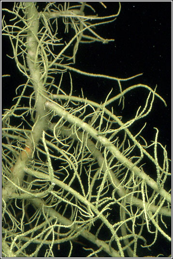 Usnea subfloridana 