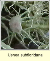 Usnea subfloridana