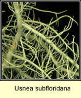 Usnea subfloridana