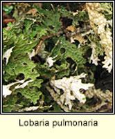 Lobaria pulmonaria