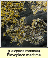 Caloplaca maritima