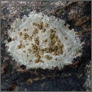 Lecanora