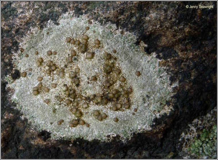 Lecanora