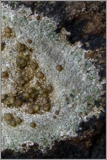 Lecanora