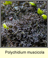 Polychidium muscicola
