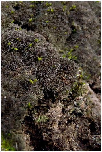 Polychidium muscicola