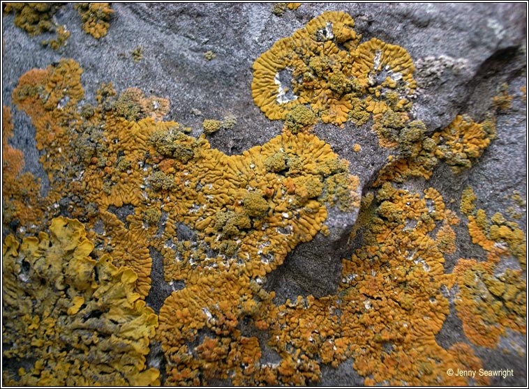 Caloplaca verruculifera