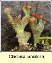 Cladonia ramulosa