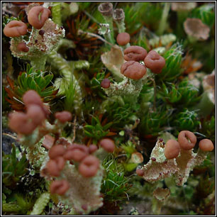 Cladonia ramulosa